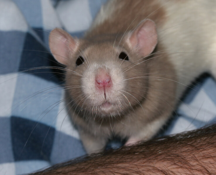 rat_whiskers_1 | rat_whiskers_1 rat_whiskers_1